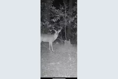 Tbd Cr 1579, Avinger, TX 75630 - Photo 13