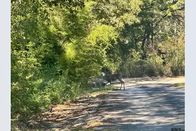 244 Cr 2602, Pittsburg, TX 75686 - Photo 7