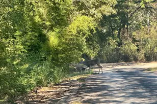 244 Co Rd 2602, Pittsburg, TX 75686 - Photo 7