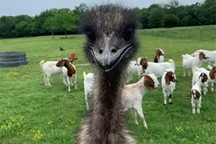 1100 E Rabbit Cove Rd, Quinlan, TX 75474 - Photo 9