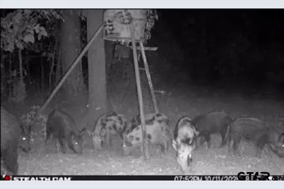 Tbd Stag Rd, Gilmer, TX 75644 - Photo 5