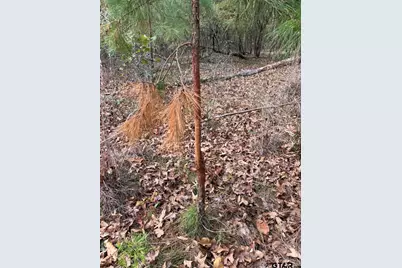 Tbd Stag Rd, Gilmer, TX 75644 - Photo 31