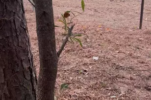 16936 Tanglewood Dr, Flint, TX 75762 - Photo 1