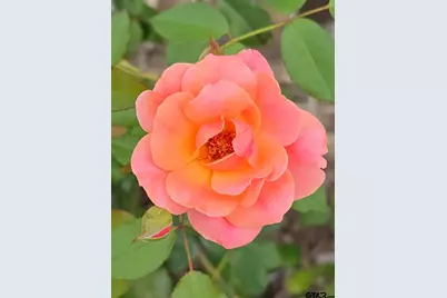 803 Sunny Meadows, Whitehouse, TX 75791 - Photo 33