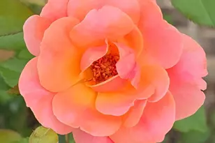 803 Sunny Mdws, Whitehouse, TX 75791 - Photo 33