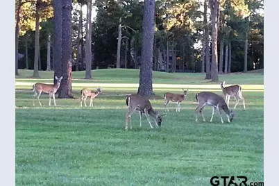 299 Lamplight Path, Holly Lake Ranch, TX 75765 - Photo 39