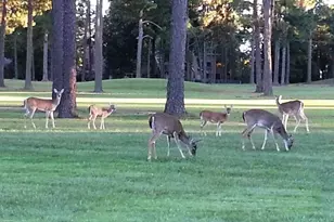 299 Lamplight Path, Holly Lake Ranch, TX 75765 - Photo 39