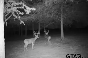 803 Westshore Dr, Wylie, TX 75098 - Photo 39