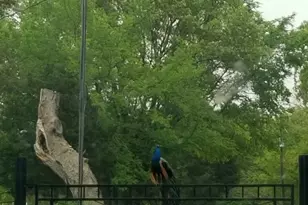 10774 County Road 494 (Multiple Addresses), Tyler, TX 75706 - Photo 5