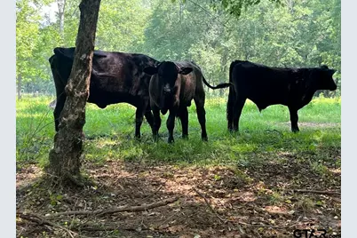 10774 County Road 494 (Multiple Addresses), Tyler, TX 75706 - Photo 29