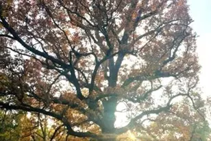 197 Cr 4130D, Overton, TX 75684 - Photo 45