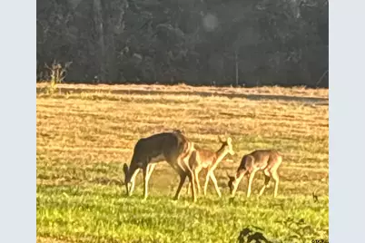 11631 Moser Ln, Whitehouse, TX 75791 - Photo 41