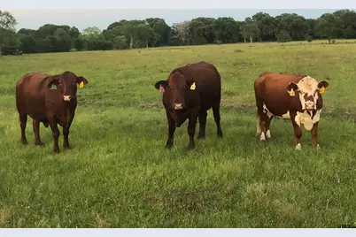 1026 An County Road 2218, Tennessee Colony, TX 75861 - Photo 45