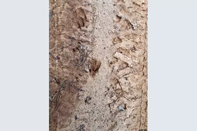 Tract 7 Venus Rd, Gladewater, TX 75647 - Photo 9