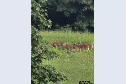 900 Primrose Rd, Gilmer, TX 75644 - Photo 25