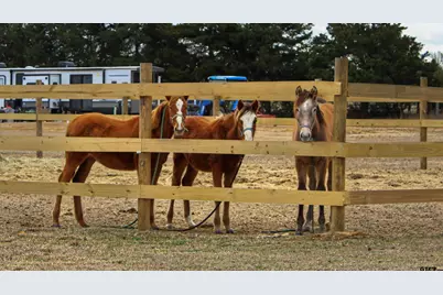 1181 County Road 4878, Winnsboro, TX 75494 - Photo 15