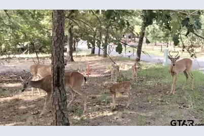 275 Wildwood Trail, Holly Lake Ranch, TX 75765 - Photo 23