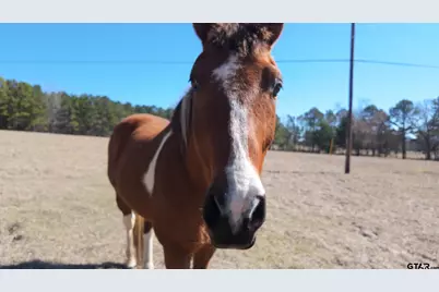 5624 E Fm 323, Palestine, TX 75801 - Photo 37