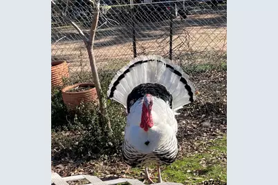 3640 Vz County Road 4907, Ben Wheeler, TX 75754 - Photo 31