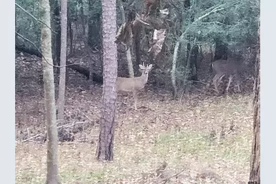 231 Lamplight Path, Holly Lake Ranch, TX 75765 - Photo 35