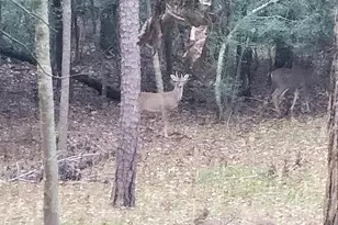 231 Lamplight Path, Holly Lake Ranch, TX 75765 - Photo 35