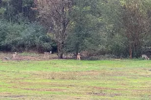 11631 Moser Ln, Whitehouse, TX 75791 - Photo 47