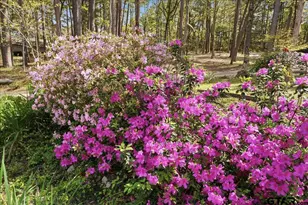 15744 Timberhill Dr, Flint, TX 75762 - Photo 37