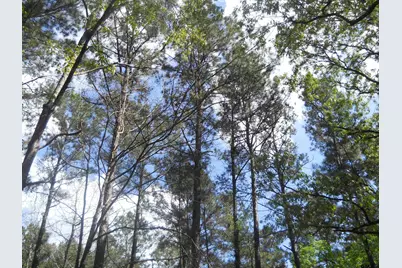 627 Cr 3373, San Augustine, TX 75972 - Photo 3