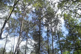 627 Cr 3373, San Augustine, TX 75972 - Photo 7