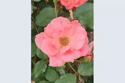 803 Sunny Meadows, Whitehouse, TX 75791 - Photo 33