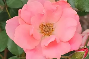 803 Sunny Mdws, Whitehouse, TX 75791 - Photo 33