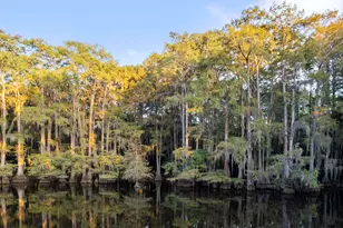 742 Private Rd 7219, Jefferson, TX 75657 - Photo 45