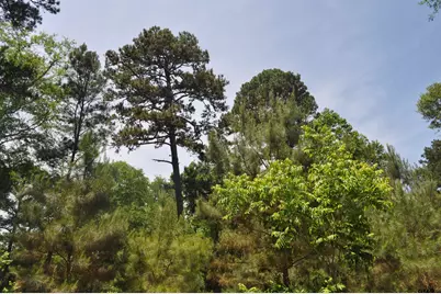 151 County Road 1521, Avinger, TX 75630 - Photo 31
