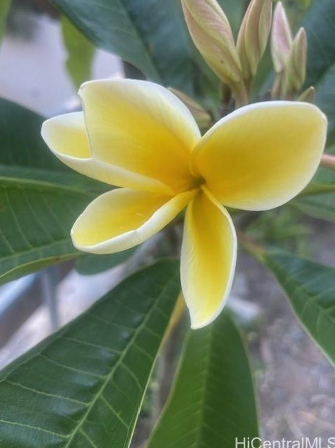 1650 Kanunu St, Honolulu HI  96814-2748 exterior