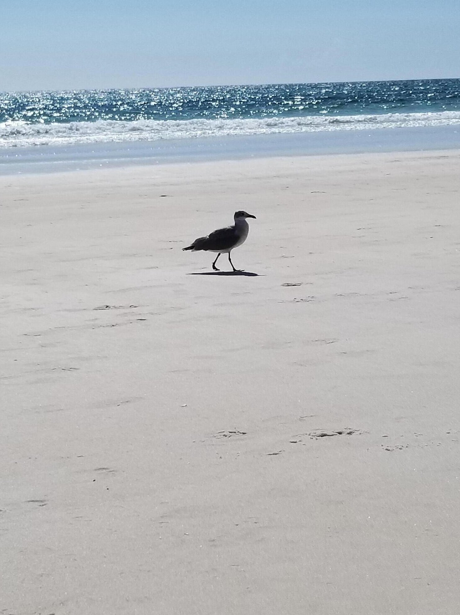 9850 Thomas Dr, Panama City FL  32408-4242 exterior