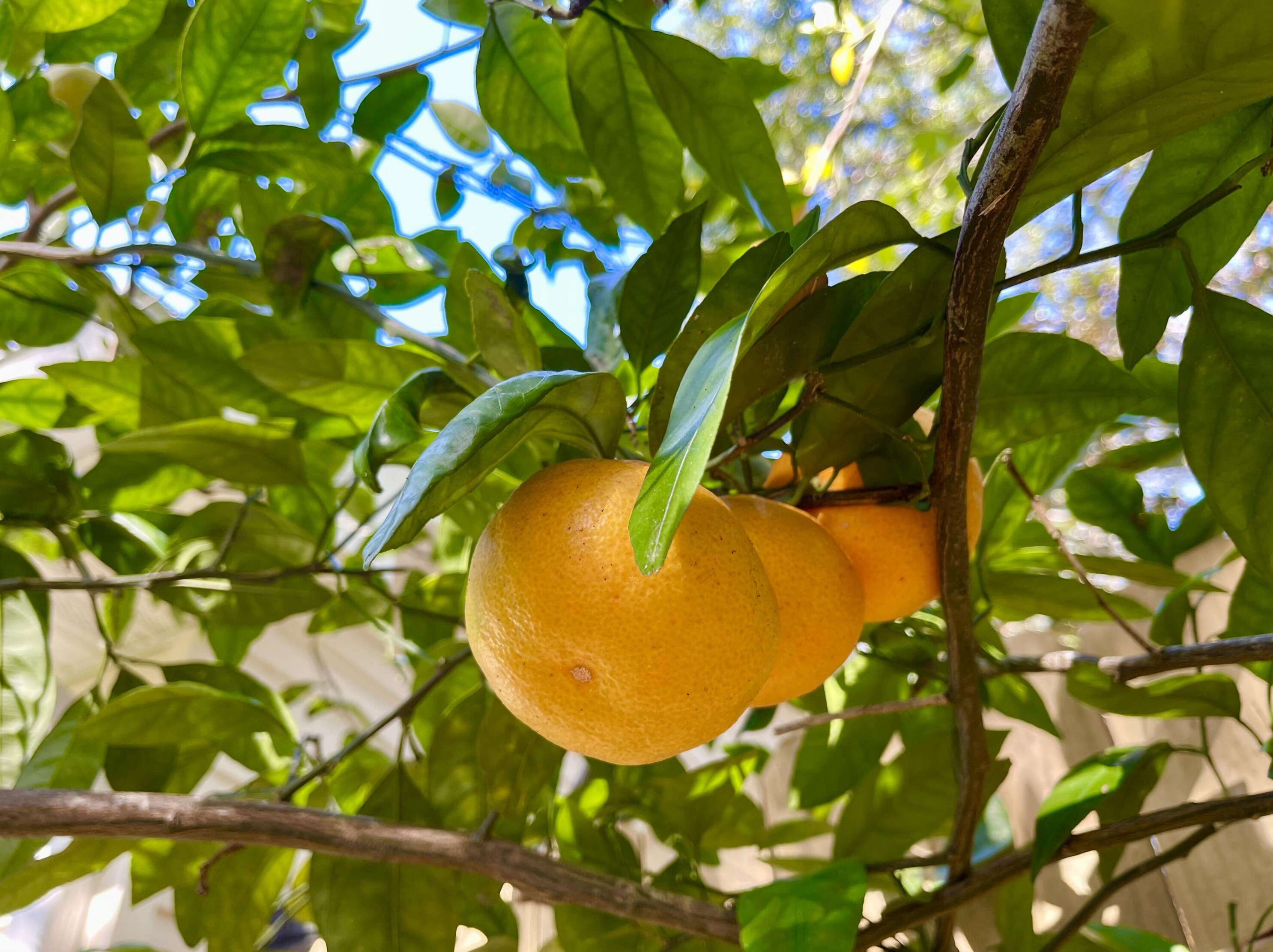 821 Weeden Island Dr, Niceville FL  32578-3724 exterior