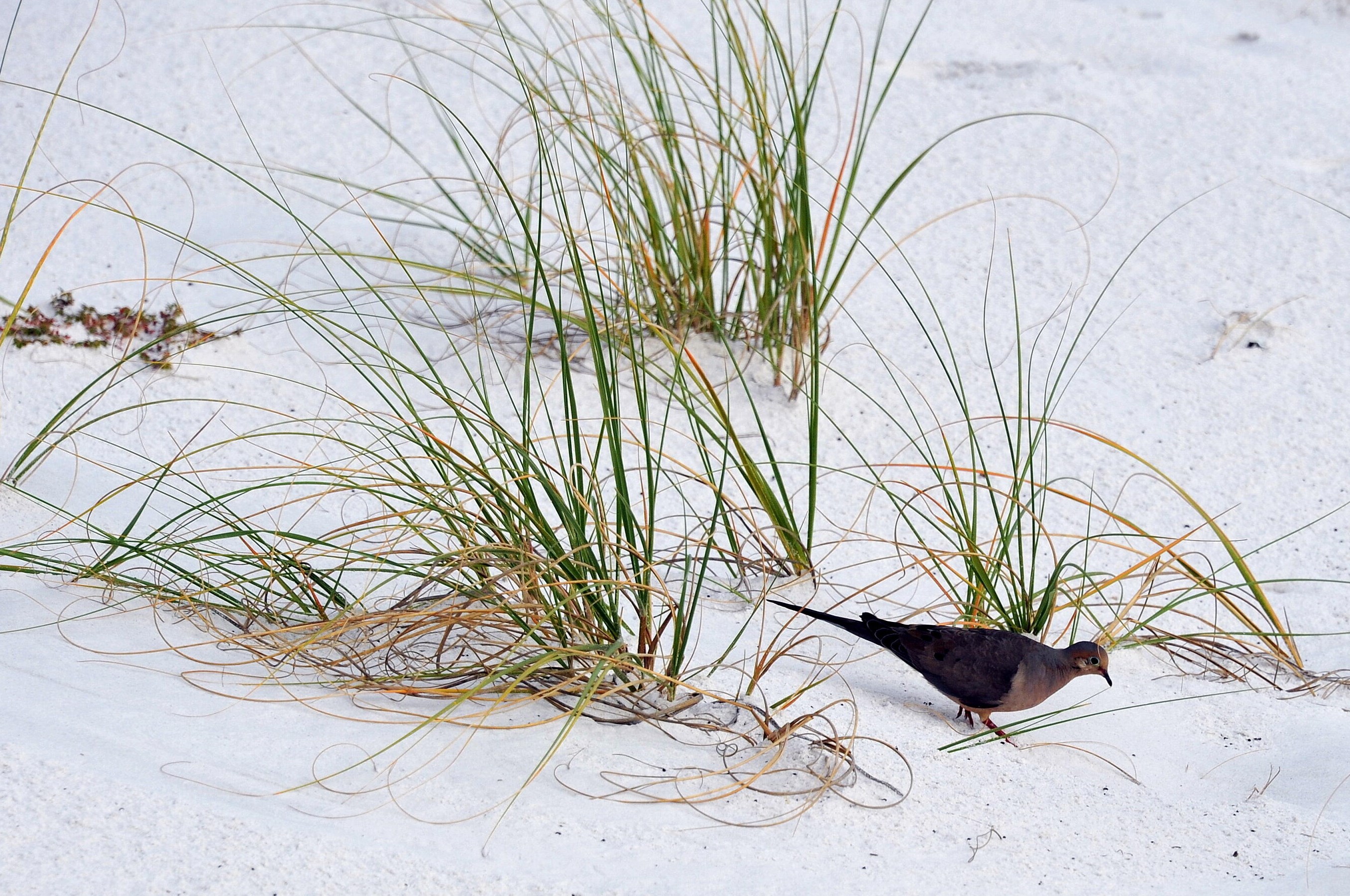 1751 Scenic Highway 98, Destin FL  32541-8542 exterior