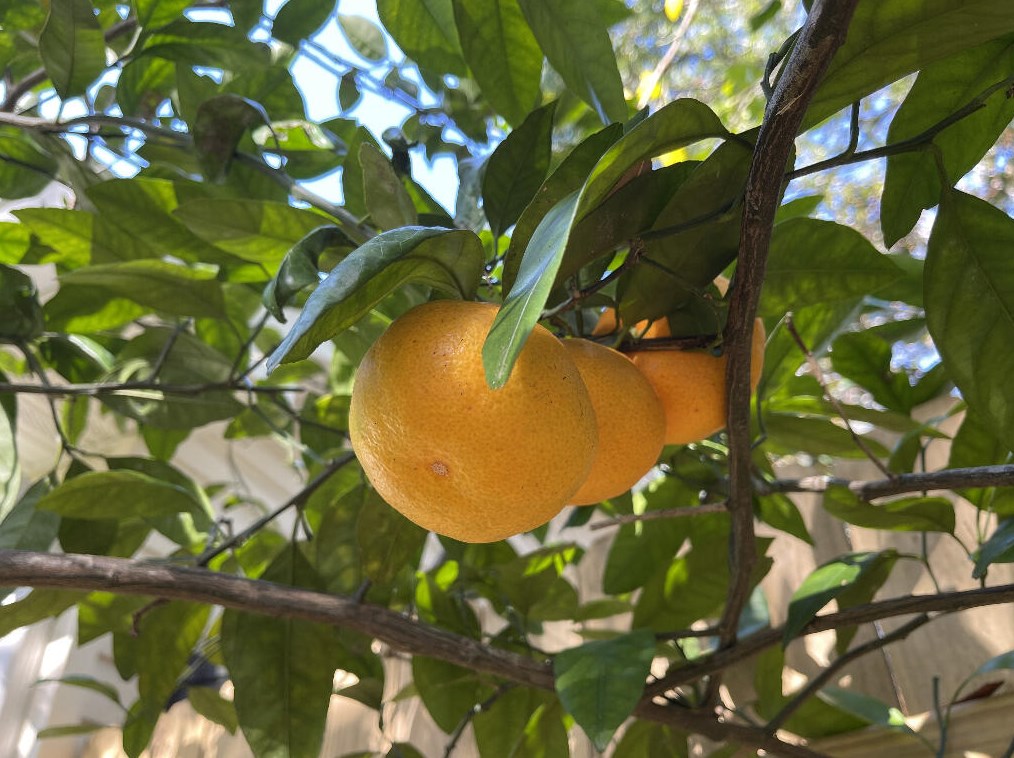 821 Weeden Island Dr, Niceville FL  32578-3724 exterior