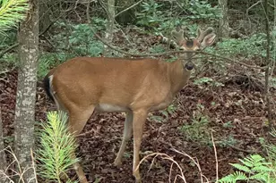 424 N Church Street Street N, Santa Rosa Beach, FL 32459 - Photo 69