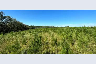 Parcel L Buck Tyner Road, Laurel Hill, FL 32567 - Photo 11