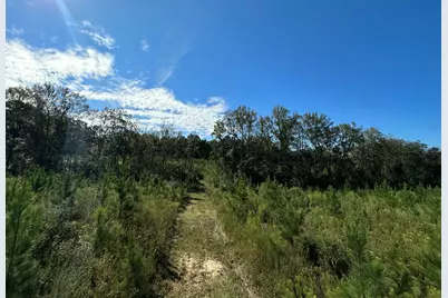 Parcel L Buck Tyner Road, Laurel Hill, FL 32567 - Photo 13