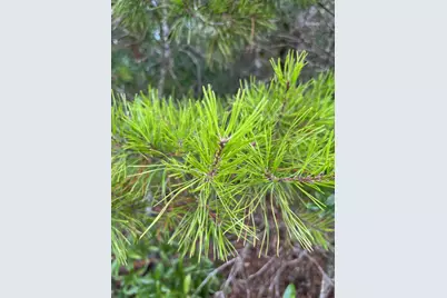 Lot 1 Co Highway 1087, Defuniak Springs, FL 32433 - Photo 3