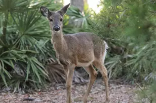 34 Heron's Watch Way, Santa Rosa Beach, FL 32459 - Photo 29