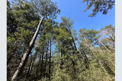 Lot 3 Coon Bottom Estate, Ponce de Leon, FL 32455 - Photo 15