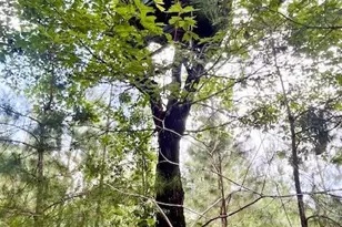 5105 Pasco Broxson Cir, Holt, FL 32564 - Photo 57