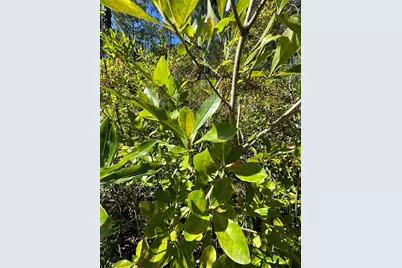 Parcel D Millside Road, Laurel Hill, FL 32567 - Photo 3