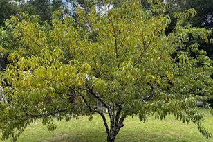 175 Bob McCaskill Dr, Defuniak Springs, FL 32433 - Photo 19