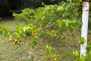 175 Bob McCaskill Dr, Defuniak Springs, FL 32433 - Photo 21