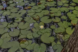 343 Cypress Dr, Santa Rosa Beach, FL 32459 - Photo 95