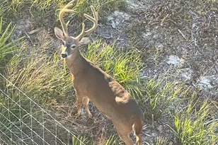 343 Cypress Dr, Santa Rosa Beach, FL 32459 - Photo 91